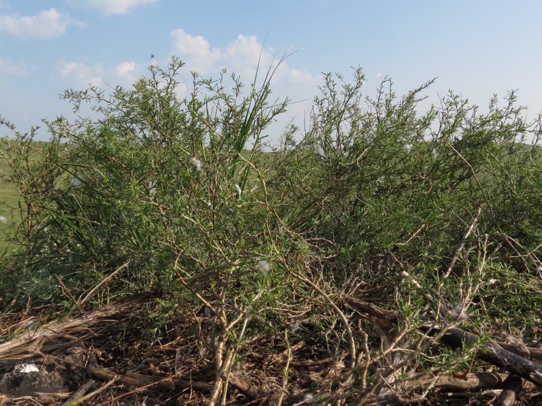 Изображение особи Caragana stenophylla.