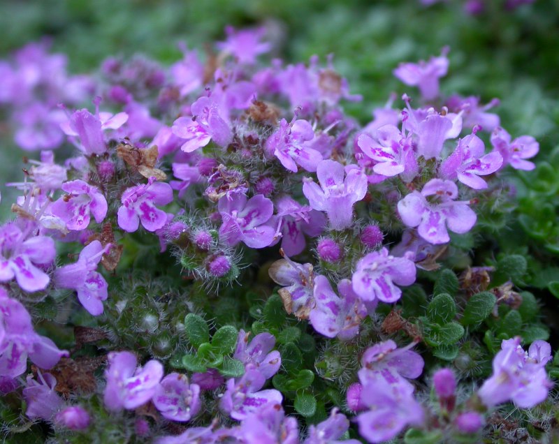 Image of genus Thymus specimen.