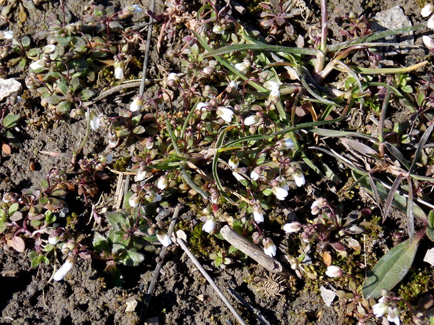 Image of Erophila praecox specimen.