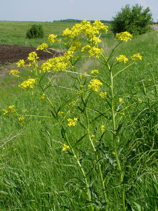 Image of Bunias orientalis specimen.