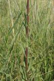 Verbascum blattaria