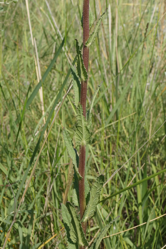 Image of Verbascum blattaria specimen.