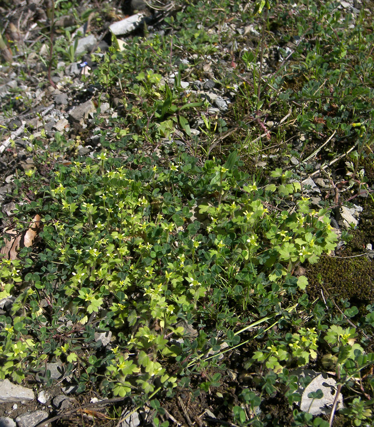 Image of Ranunculus chius specimen.