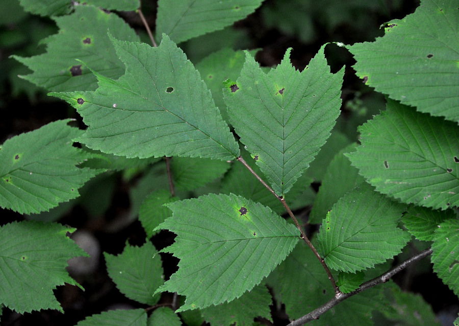 Изображение особи Ulmus laciniata.