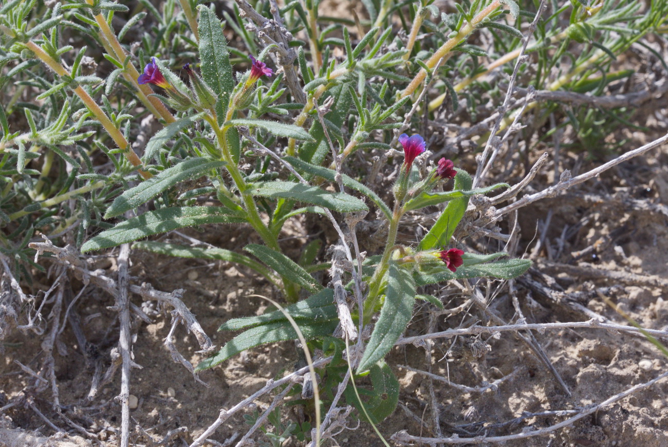 Image of Nonea caspica specimen.