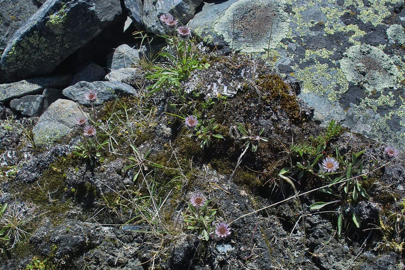 Image of Erigeron eriocalyx specimen.