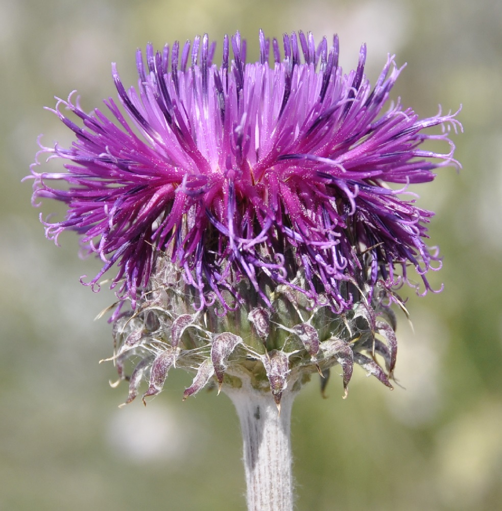 Image of Jurinea mollis specimen.