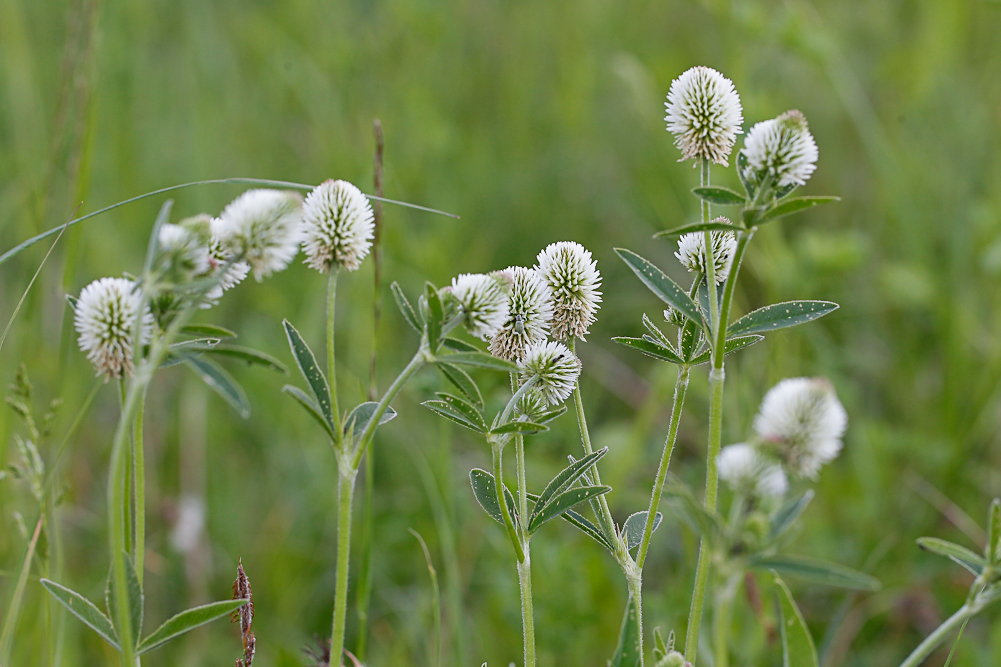 Изображение особи Trifolium montanum.