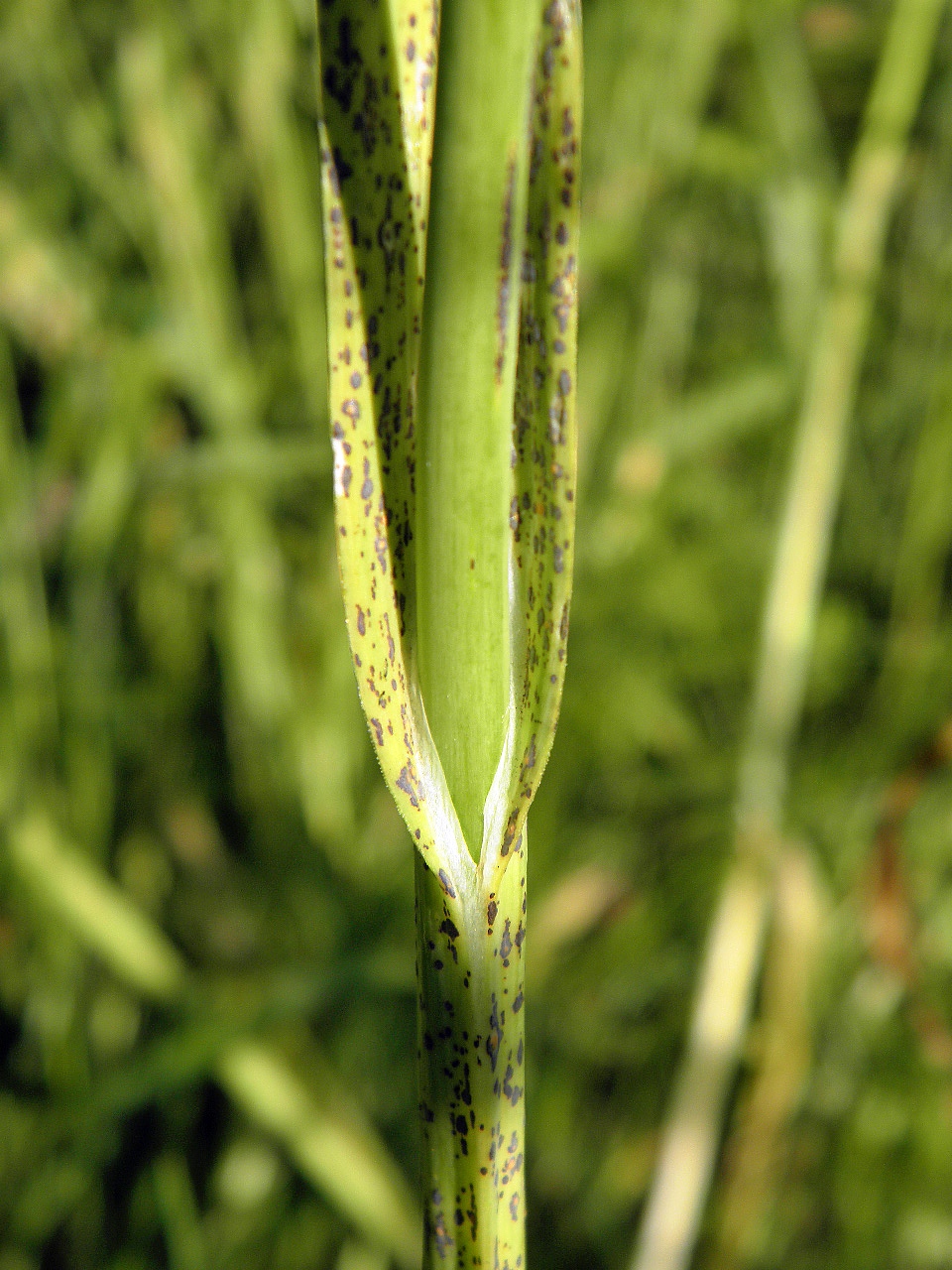 Image of Allium scorodoprasum specimen.