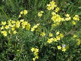 Linum flavum. Цветущее растение. Острасьев яр, Белгородская обл., начало июля.