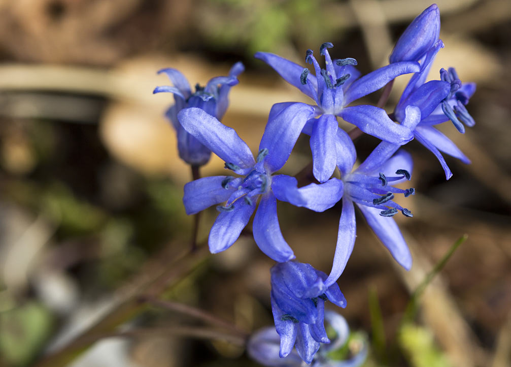 Изображение особи Scilla reuteri.