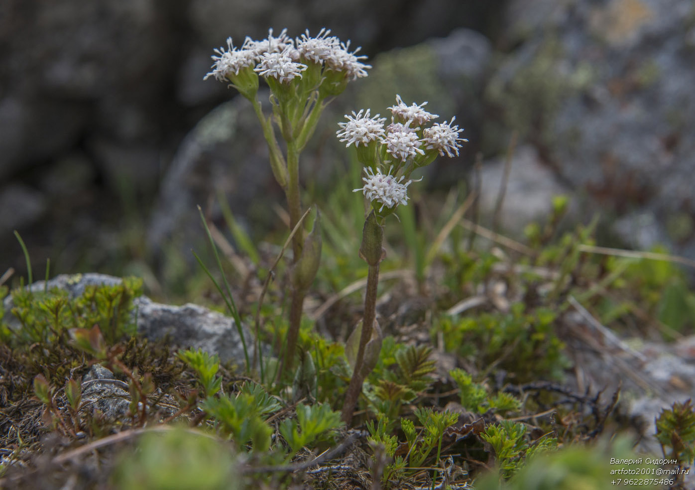 Image of Petasites rubellus specimen.