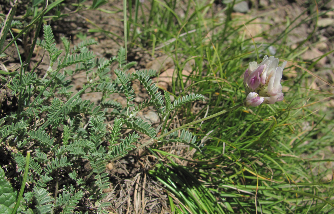 Image of genus Astragalus specimen.