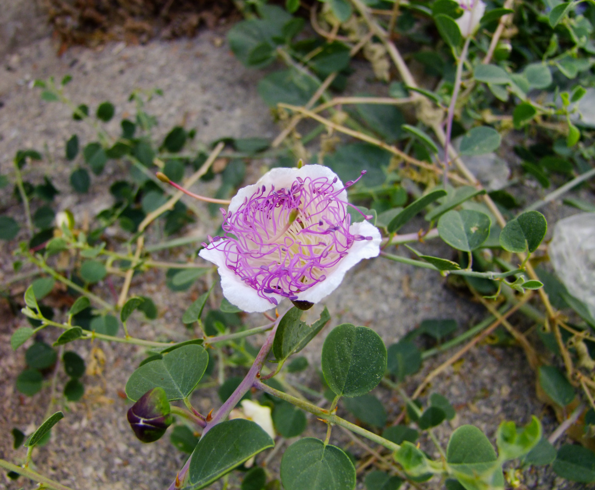 Изображение особи Capparis zoharyi.