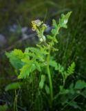 Rorippa palustris. Верхушка цветущего растения с галлами. Пермский край, г. Пермь, Кировский р-н, илистый, постоянно подтопляемый берег Воткинского водохранилища. 07.08.2016.