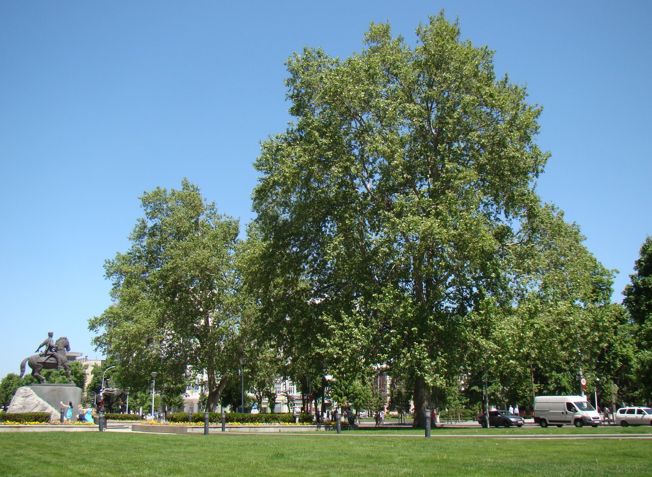 Изображение особи Platanus &times; acerifolia.