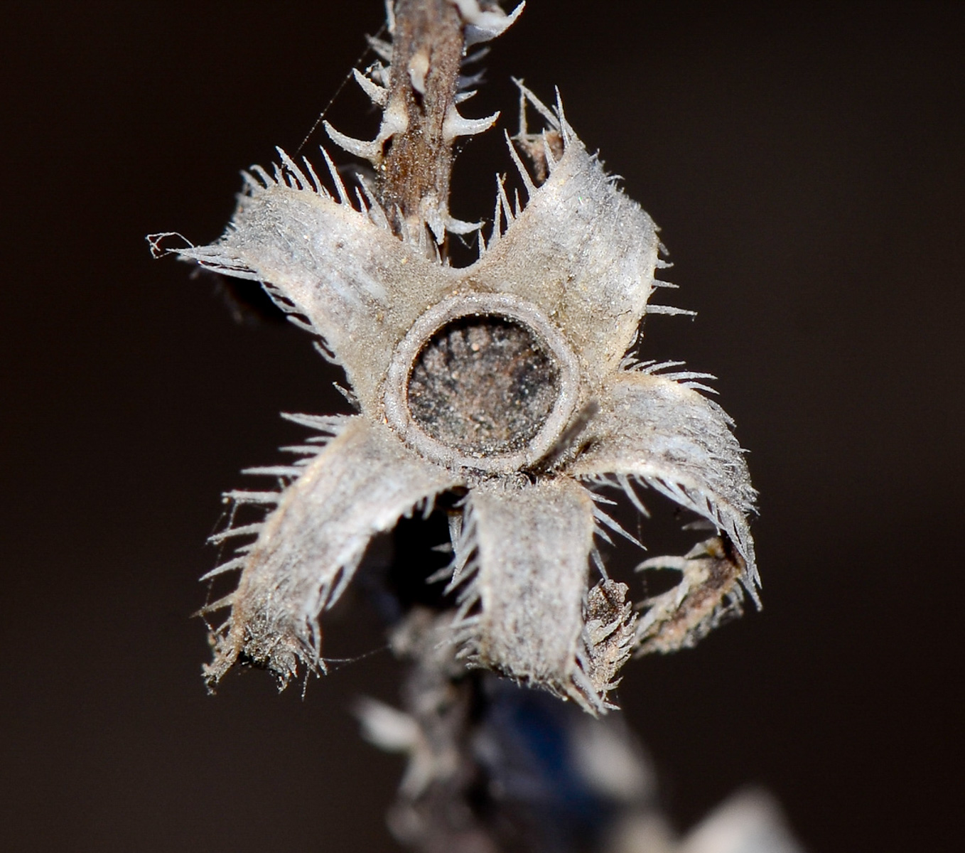 Image of Anchusa strigosa specimen.