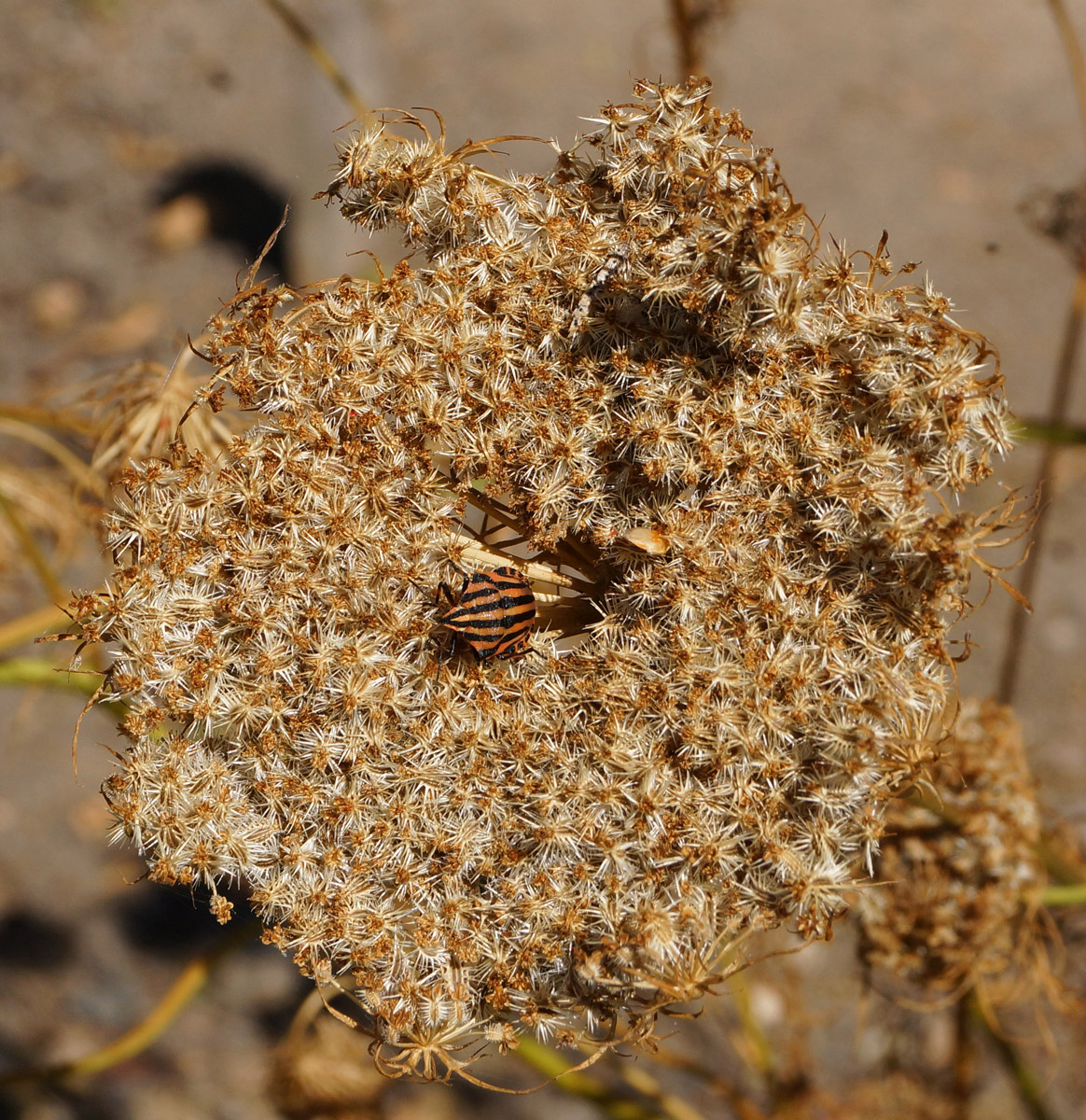 Image of Daucus sativus specimen.