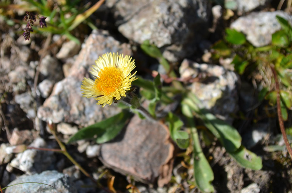 Изображение особи Erigeron allochrous.