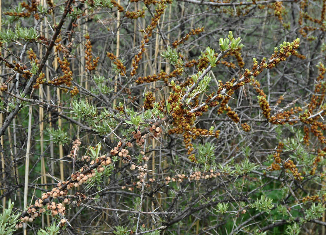 Изображение особи Hippophae rhamnoides.