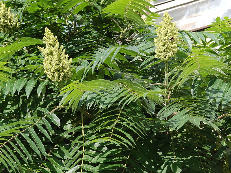 Image of Rhus typhina specimen.