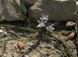 Hyacinthella atropatana