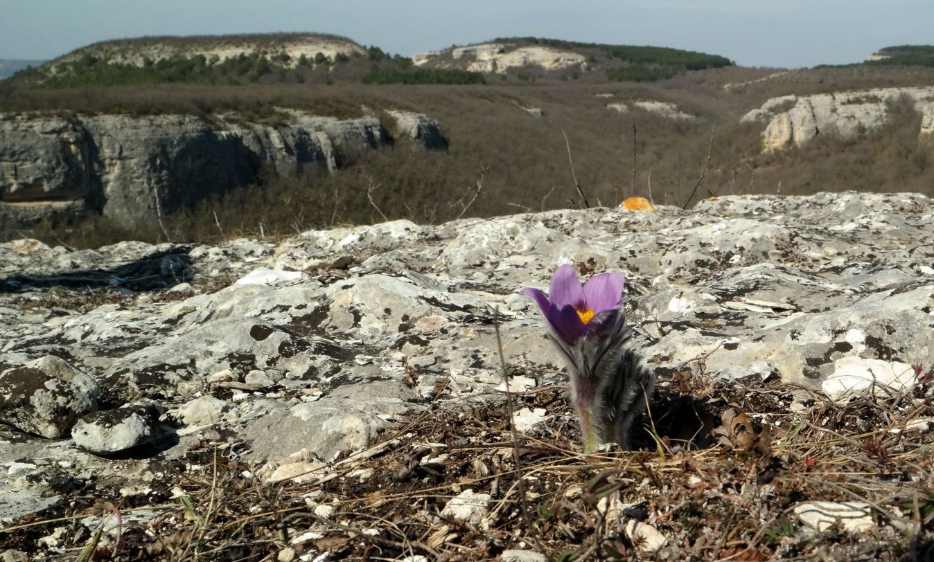 Image of Pulsatilla taurica specimen.