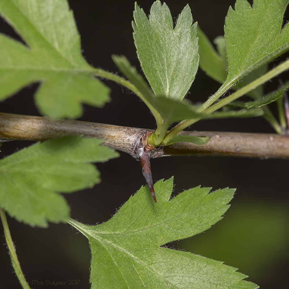 Изображение особи род Crataegus.