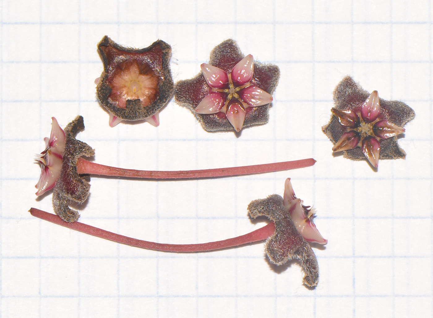 Image of Hoya carnosa specimen.