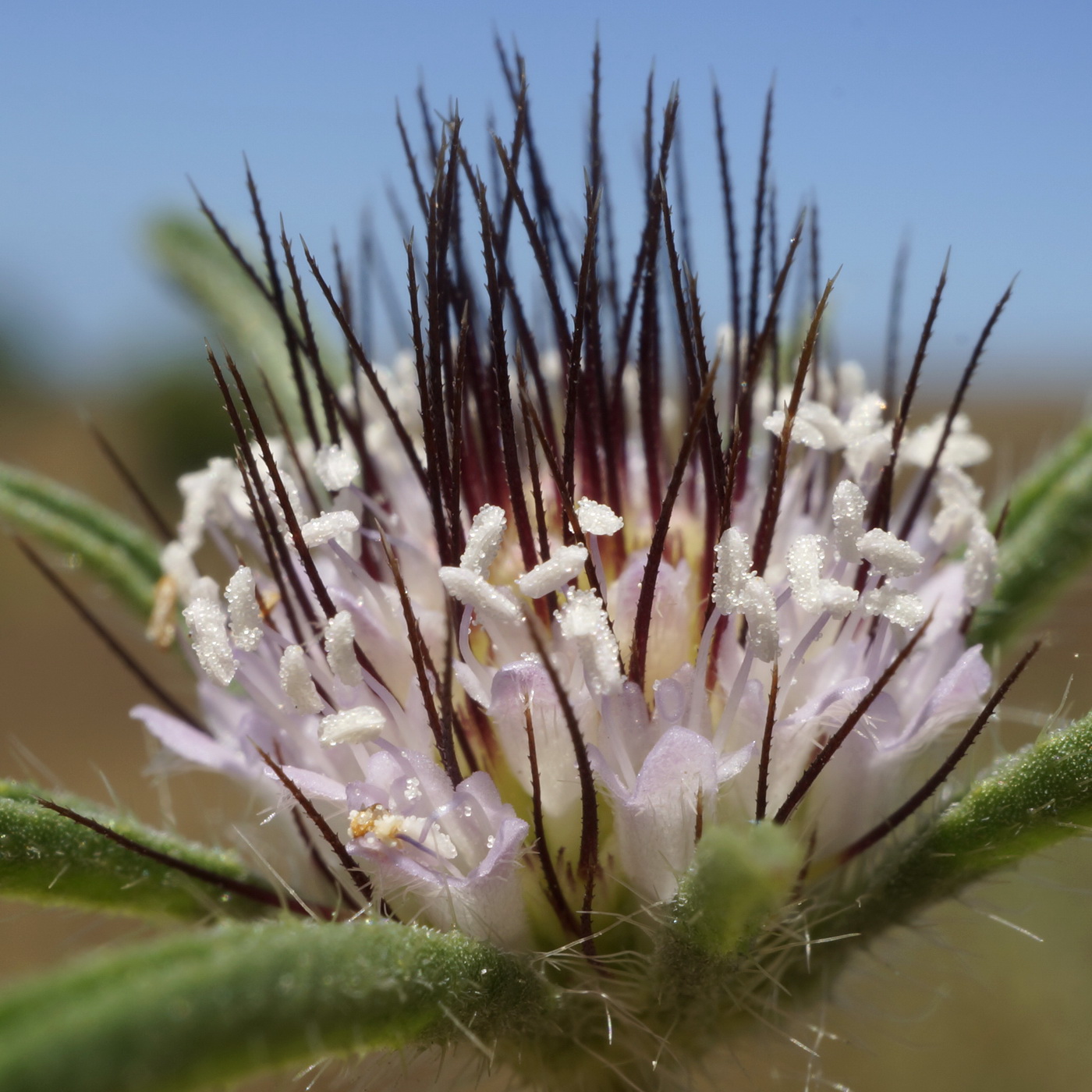 Image of Lomelosia divaricata specimen.