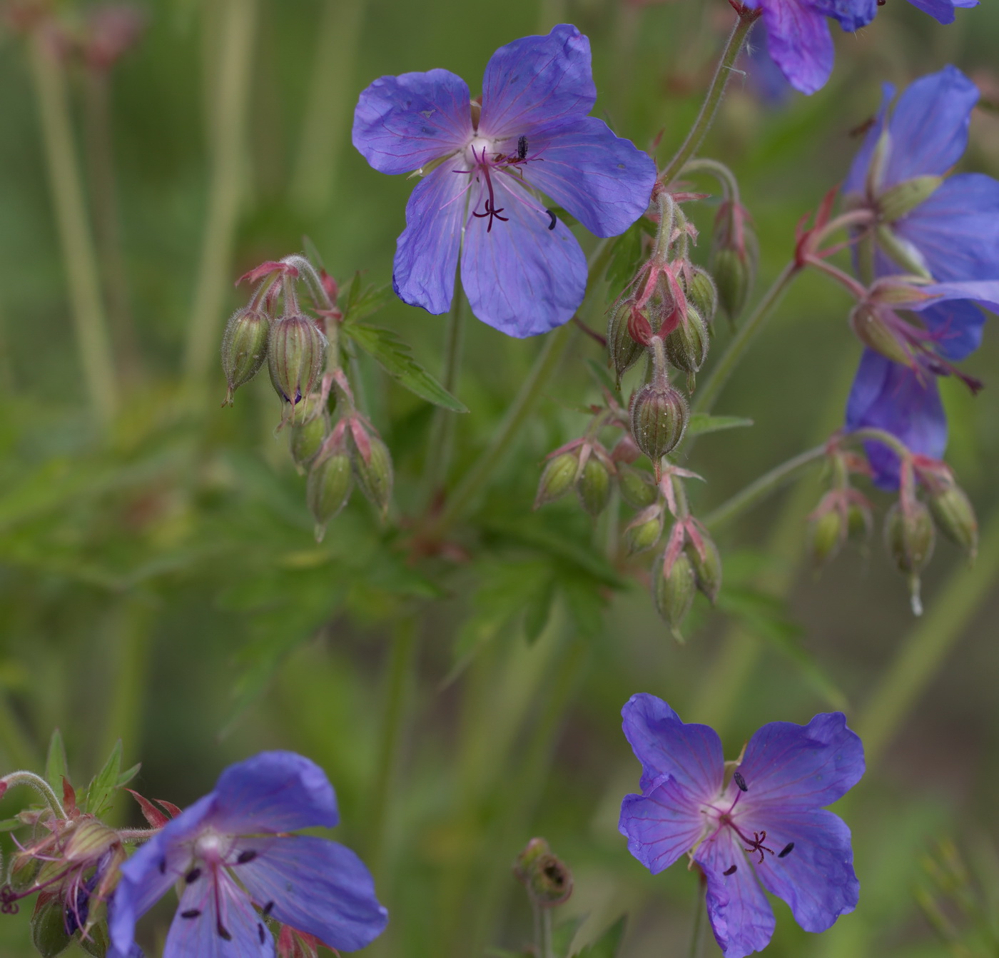 Изображение особи Geranium pratense.