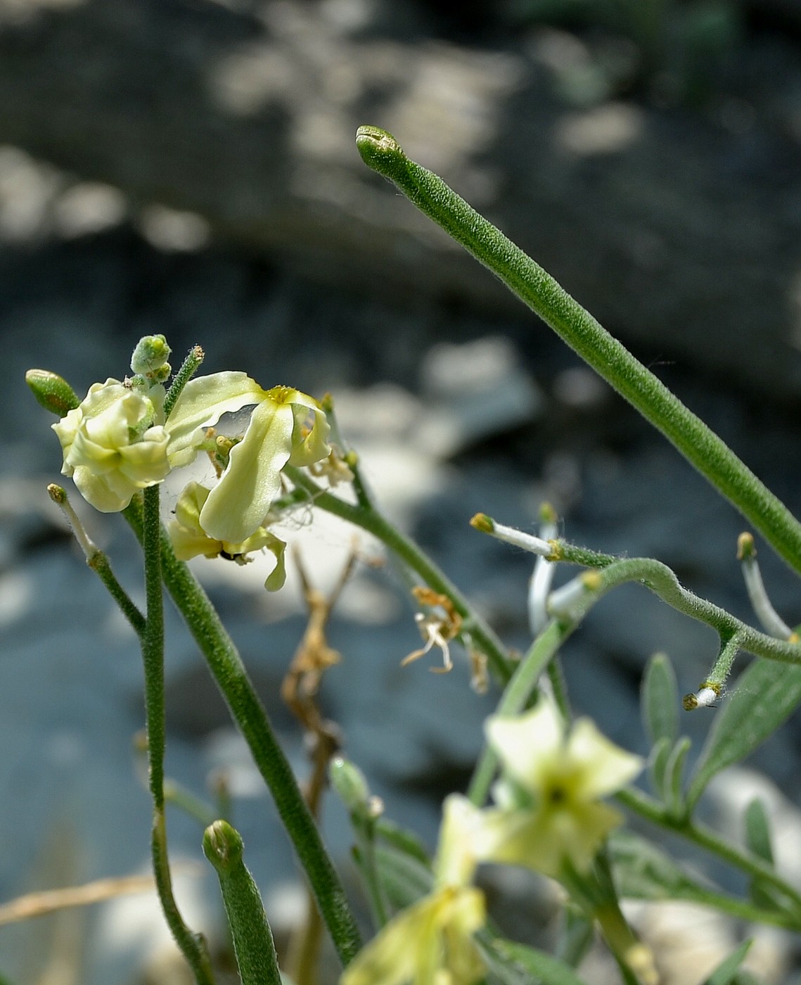 Image of Matthiola odoratissima specimen.