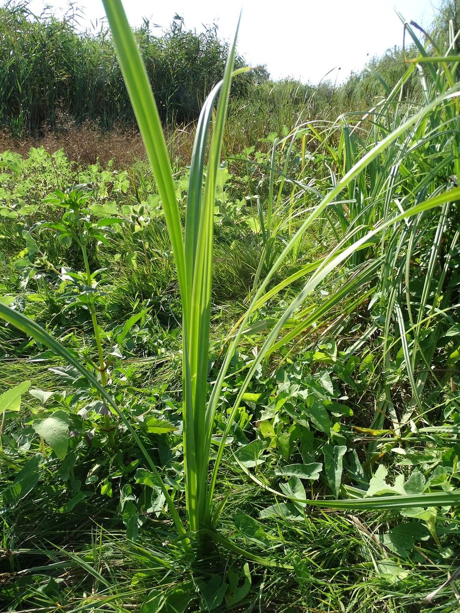 Изображение особи род Scirpus.