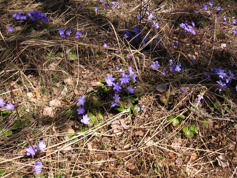 Изображение особи Hepatica nobilis.