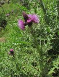 Cirsium elbrusense. Верхушка цветущего растения. Кабардино-Балкария, Эльбрусский р-н, долина р. Ирик, ок. 2000 м н.у.м., у небольшого ручья. 31.07.2017.