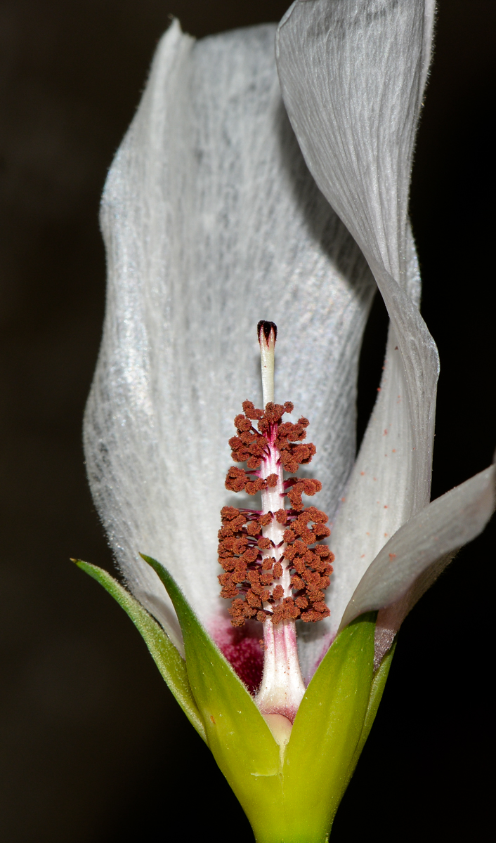 Image of Alyogyne hakeifolia specimen.