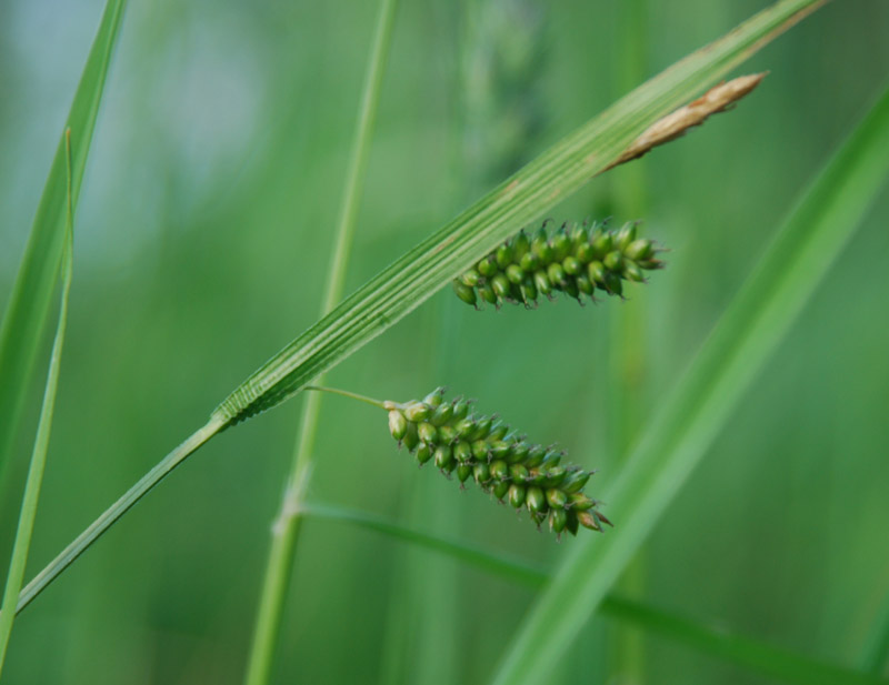 Изображение особи Carex pallescens.