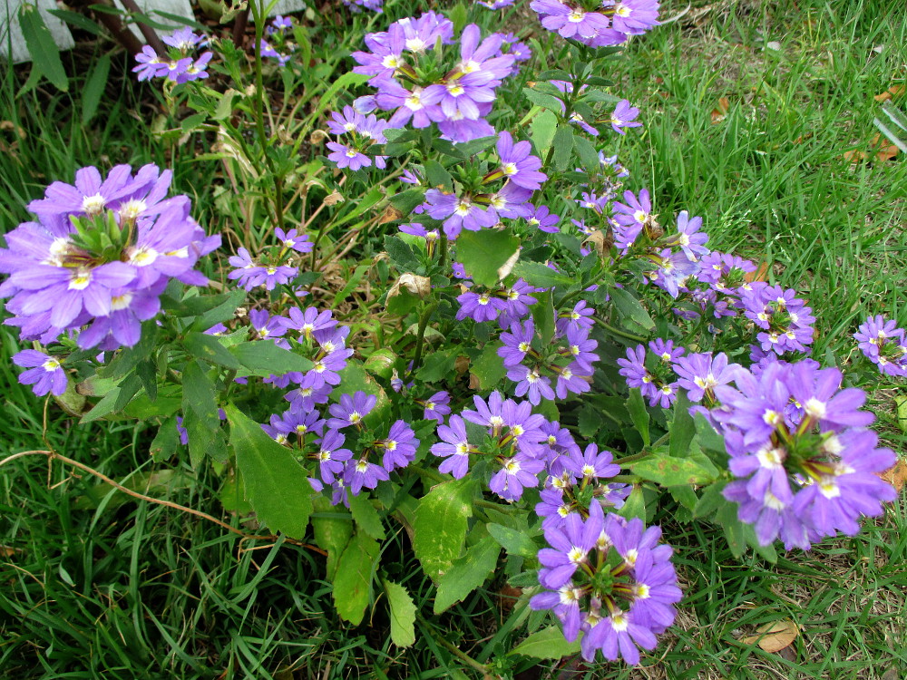 Image of Scaevola aemula specimen.