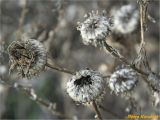 Grindelia squarrosa. Верхушки засохших побегов с соплодиями. Украина, г. Николаев, Заводский р-н, Намыв, берег р. Южный Буг. 20.12.2017.