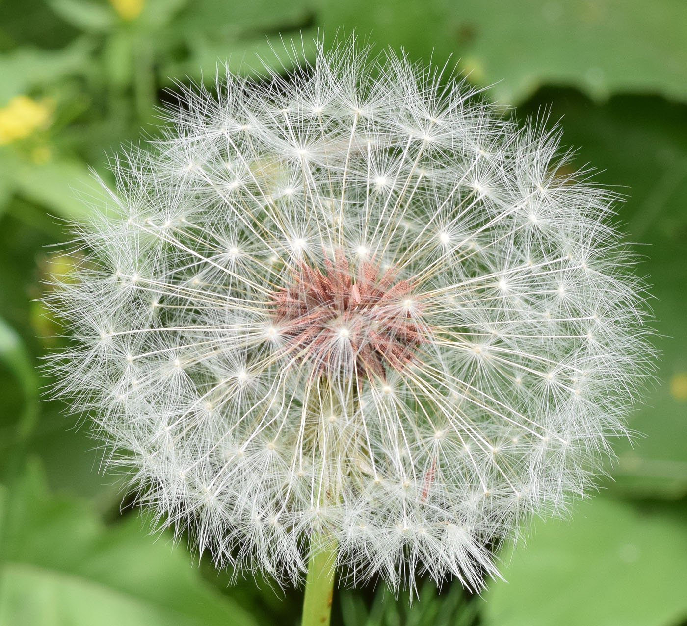 Image of genus Taraxacum specimen.