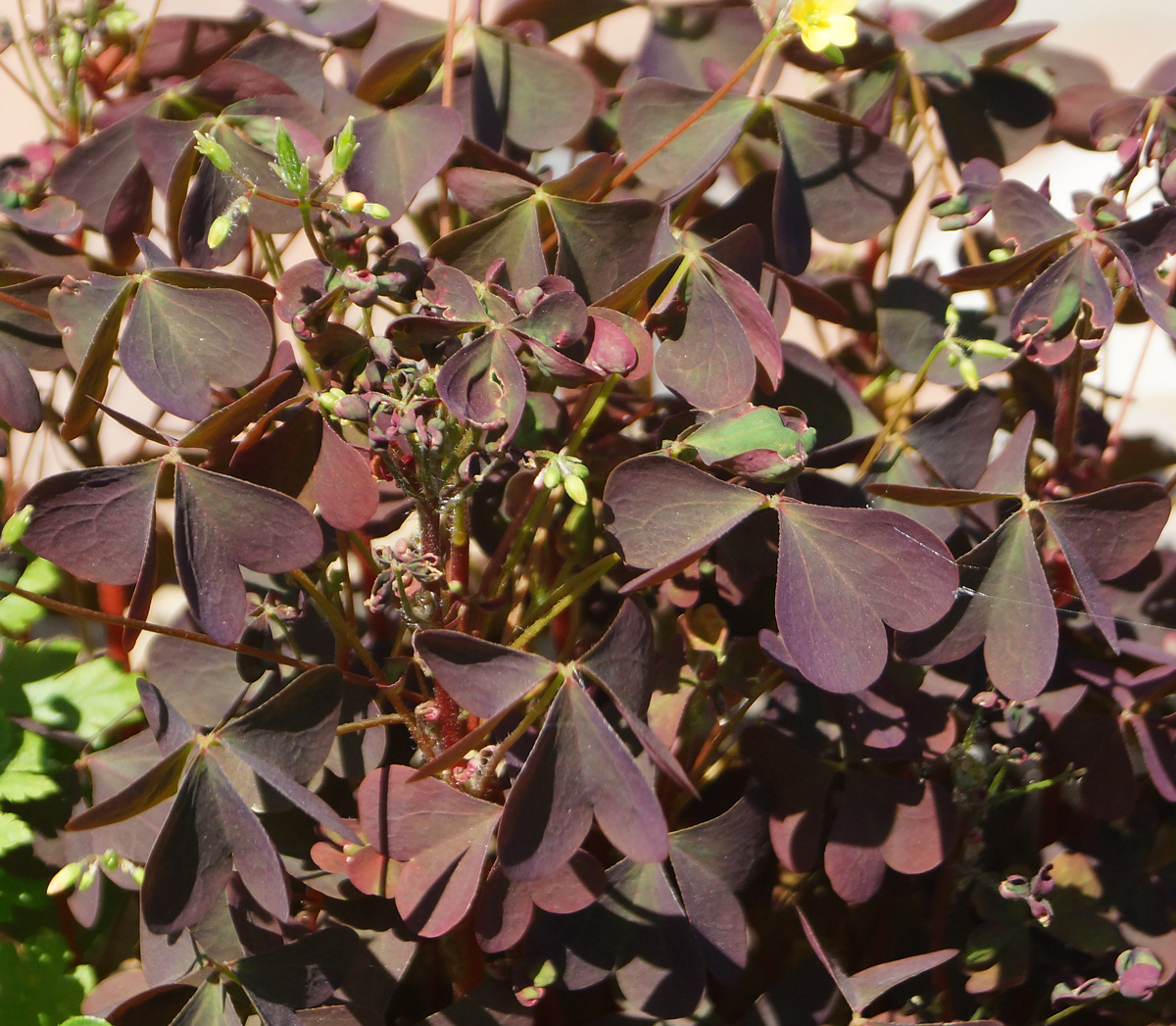 Image of Oxalis stricta specimen.