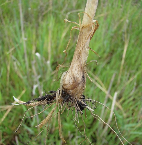 Image of Beckmannia eruciformis specimen.