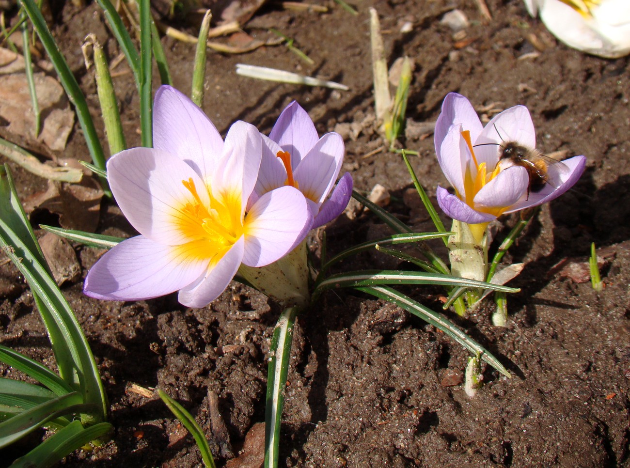 Image of Crocus sieberi ssp. atticus specimen.