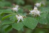 Lonicera xylosteum