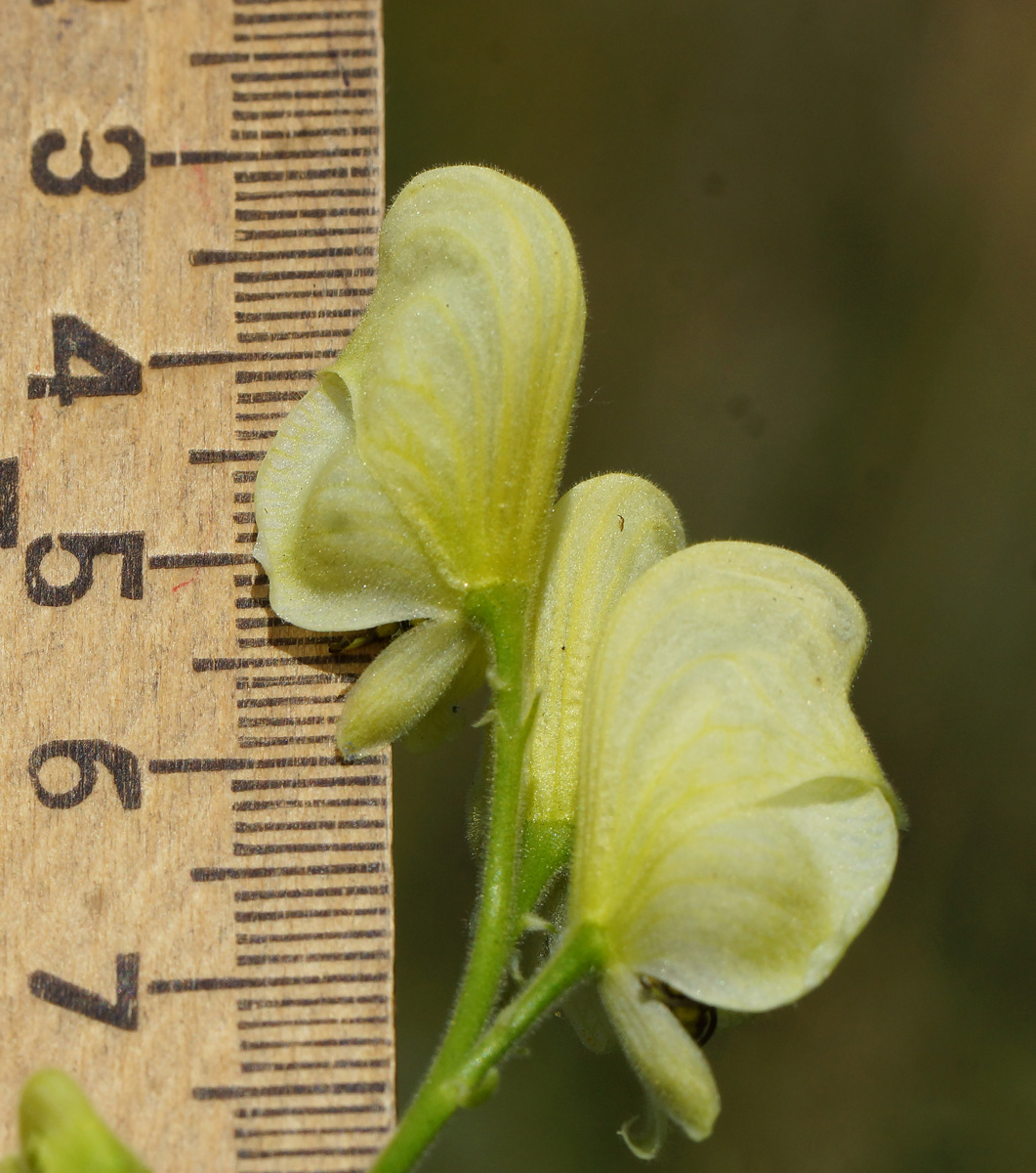 Image of Aconitum anthoroideum specimen.