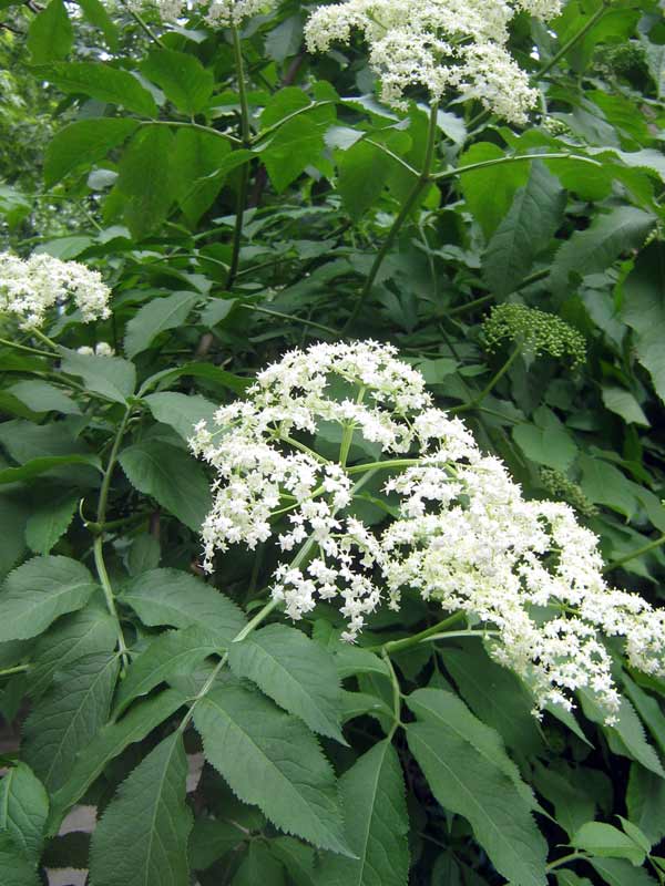 Image of Sambucus nigra specimen.