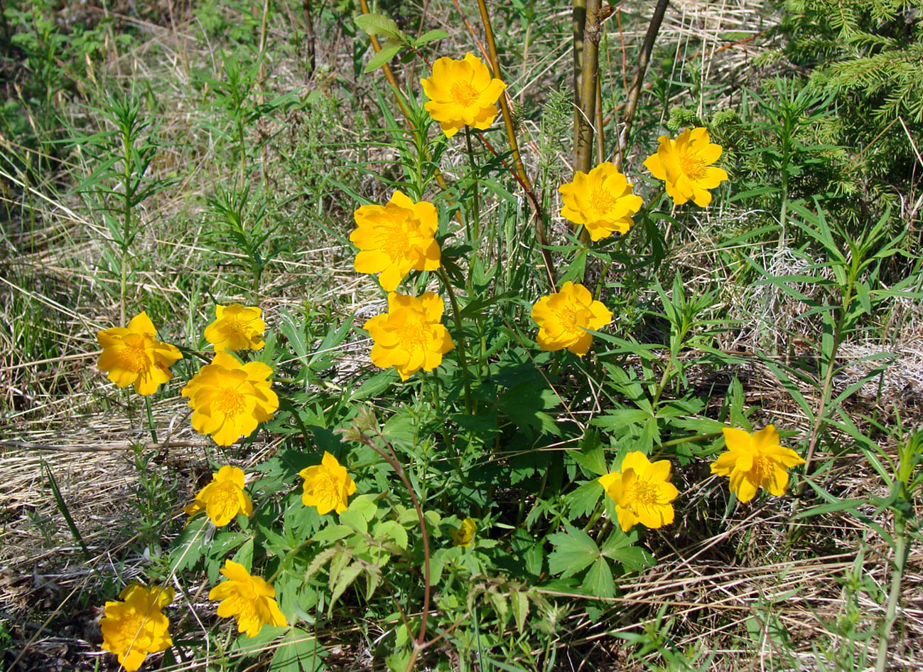 Image of Trollius ledebourii specimen.