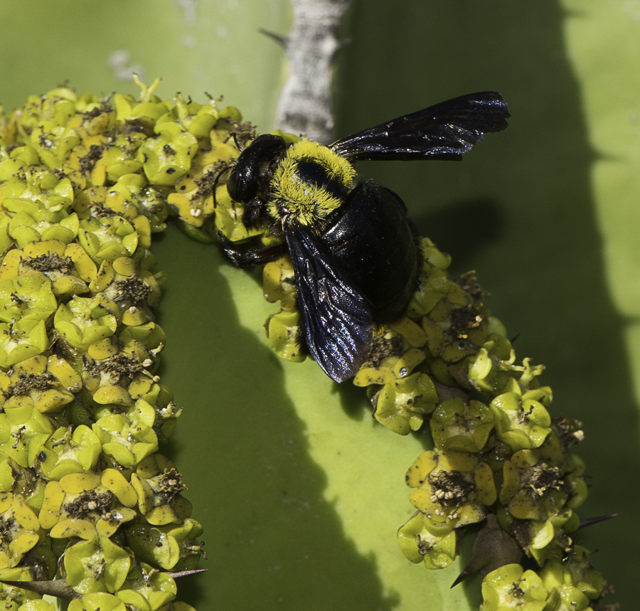 Image of Euphorbia cooperi specimen.