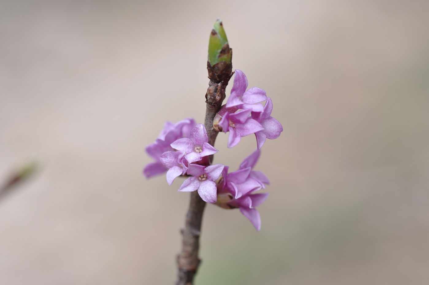 Изображение особи Daphne mezereum.