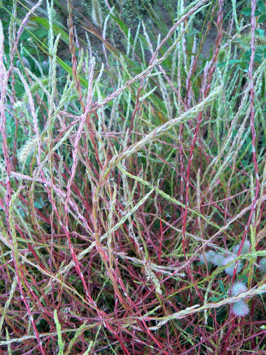 Image of Corispermum declinatum specimen.